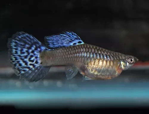 Ama-guppies (izithombe ezingama-70): Ukukhetha izinhlanzi ze-aquarium. Kungani 