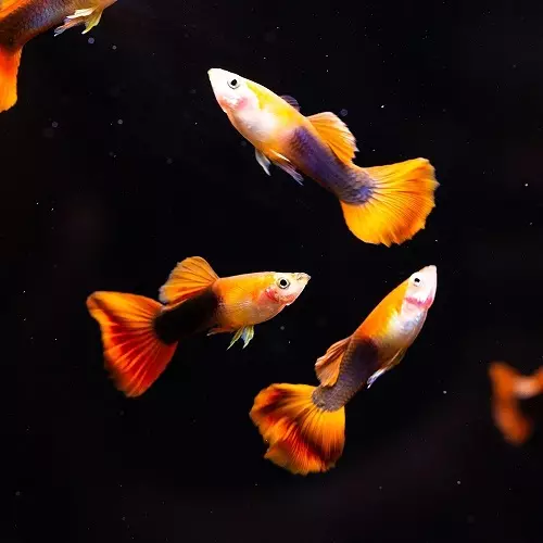 Gupików (70 zdjęć): Wybór ryb akwariowych. Dlaczego „Gupedi” leżą na dnie akwarium? Jaki Gupik wyglądać? Dlaczego ogon upadku ryby? 22247_69