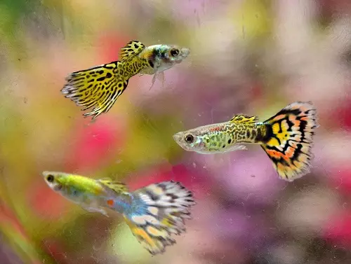 Guppies (70 photos): Selection of aquarium fish. Why are 