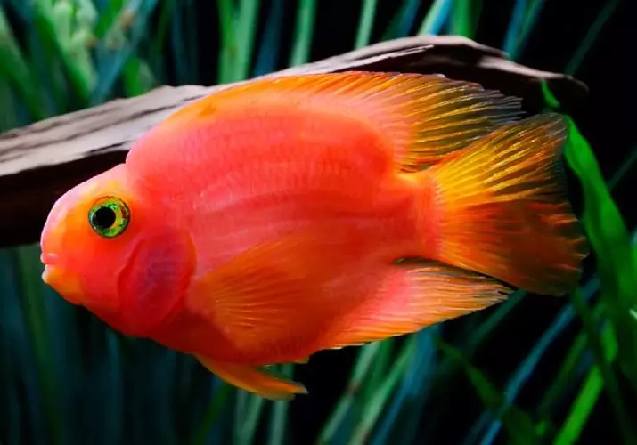 Crveni papagaj (20 fotografija): Značajke sadržaja akvarijske ribe. Koji se hrana može dati ciklidima? Savjeti za registraciju akvarija 22249_2