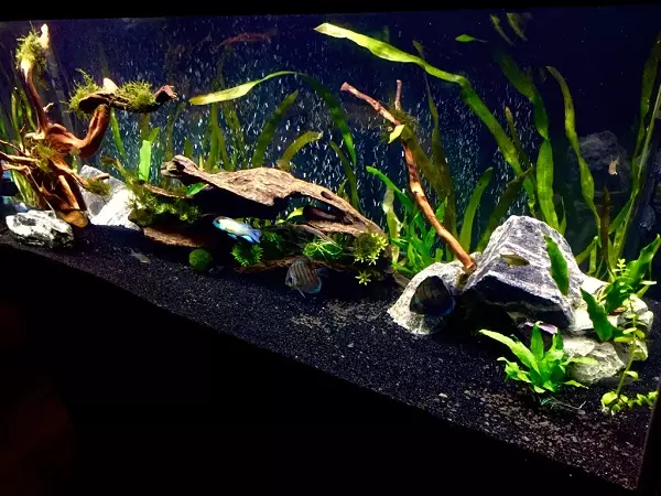 Fish Neon (21 billeder): Hvad skal du fodre akvariumfisk og hvor meget bor de? Hvad skal være vandtemperaturen for akvarium? Beskrivelse af blå (almindelige) neoner og andre fisk 22250_11