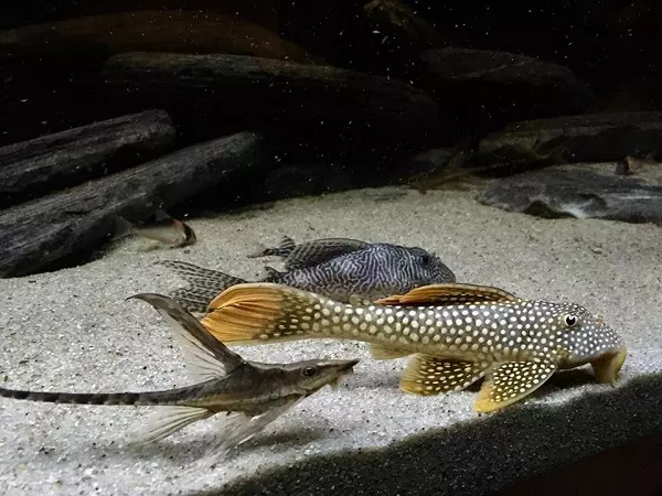 Fish Neon (21 bilder): Hva å mate akvarium fisk og hvor mye bor de? Hva skal være vanntemperaturen for akvariet? Beskrivelse av blå (vanlige) neoner og annen fisk 22250_19