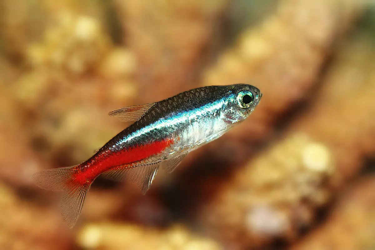 Fish Neon (21 billeder): Hvad skal du fodre akvariumfisk og hvor meget bor de? Hvad skal være vandtemperaturen for akvarium? Beskrivelse af blå (almindelige) neoner og andre fisk 22250_2