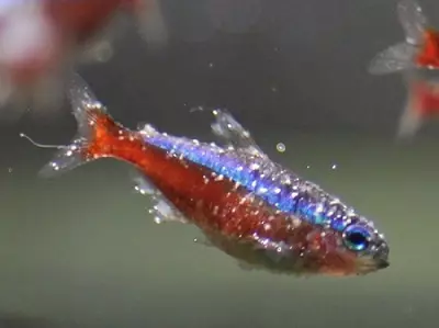 Fish Neon (21 billeder): Hvad skal du fodre akvariumfisk og hvor meget bor de? Hvad skal være vandtemperaturen for akvarium? Beskrivelse af blå (almindelige) neoner og andre fisk 22250_20