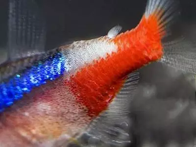 Fish Neon (21 billeder): Hvad skal du fodre akvariumfisk og hvor meget bor de? Hvad skal være vandtemperaturen for akvarium? Beskrivelse af blå (almindelige) neoner og andre fisk 22250_21