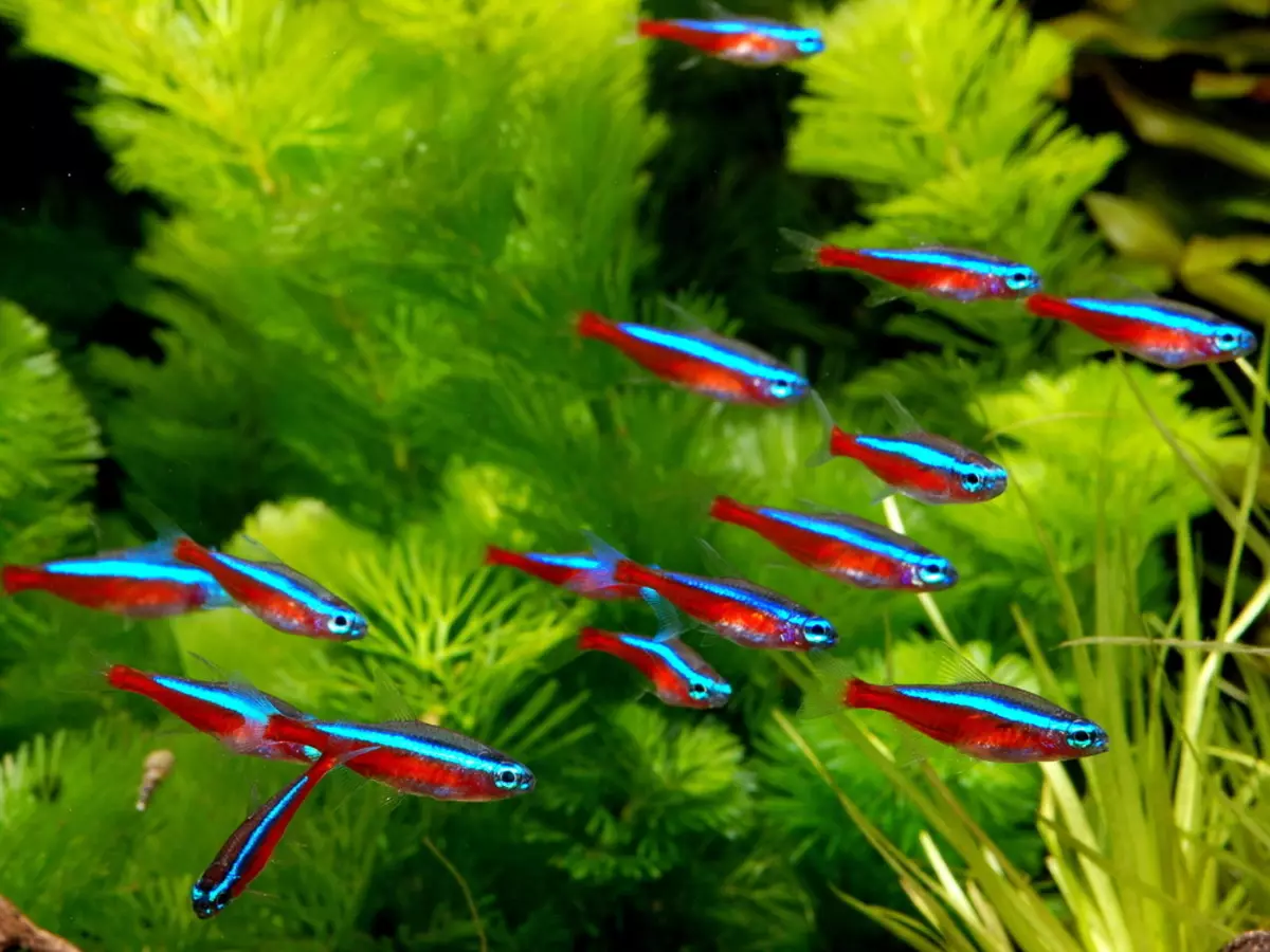 Fish Neon (21 billeder): Hvad skal du fodre akvariumfisk og hvor meget bor de? Hvad skal være vandtemperaturen for akvarium? Beskrivelse af blå (almindelige) neoner og andre fisk 22250_3