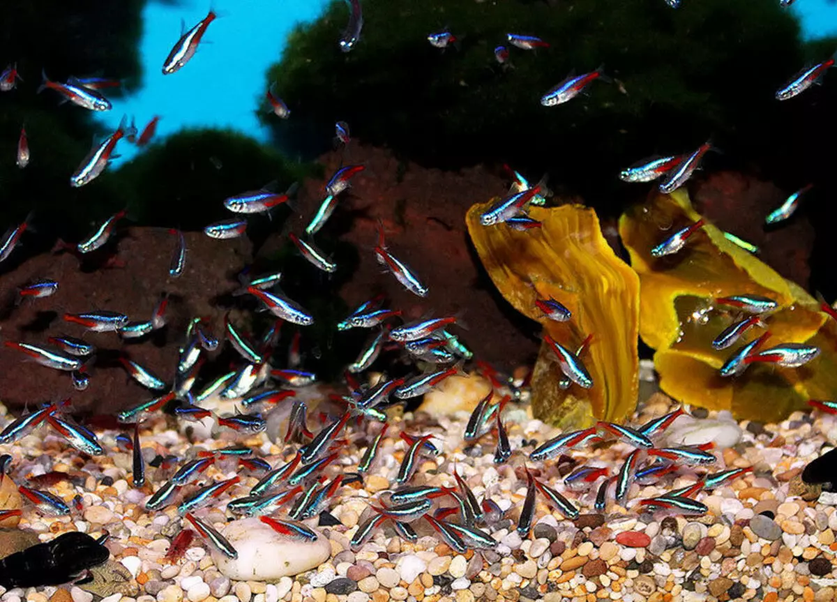 Fish Neon (21 bilder): Hva å mate akvarium fisk og hvor mye bor de? Hva skal være vanntemperaturen for akvariet? Beskrivelse av blå (vanlige) neoner og annen fisk 22250_4