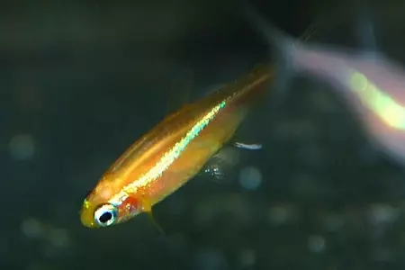 Vis neon (21 foto's): wat te voeden aquariumvis en hoeveel leven ze? Wat moet de watertemperatuur zijn voor aquarium? Beschrijving van blauwe (gewone) neons en andere vis 22250_5