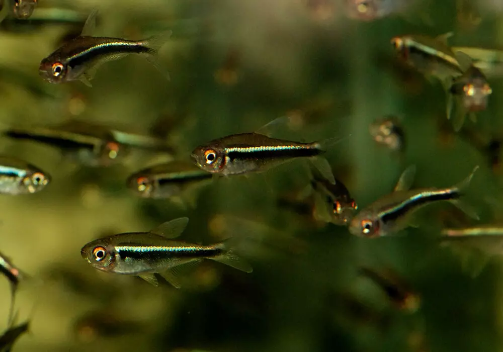 Fish Neon (21 billeder): Hvad skal du fodre akvariumfisk og hvor meget bor de? Hvad skal være vandtemperaturen for akvarium? Beskrivelse af blå (almindelige) neoner og andre fisk 22250_7