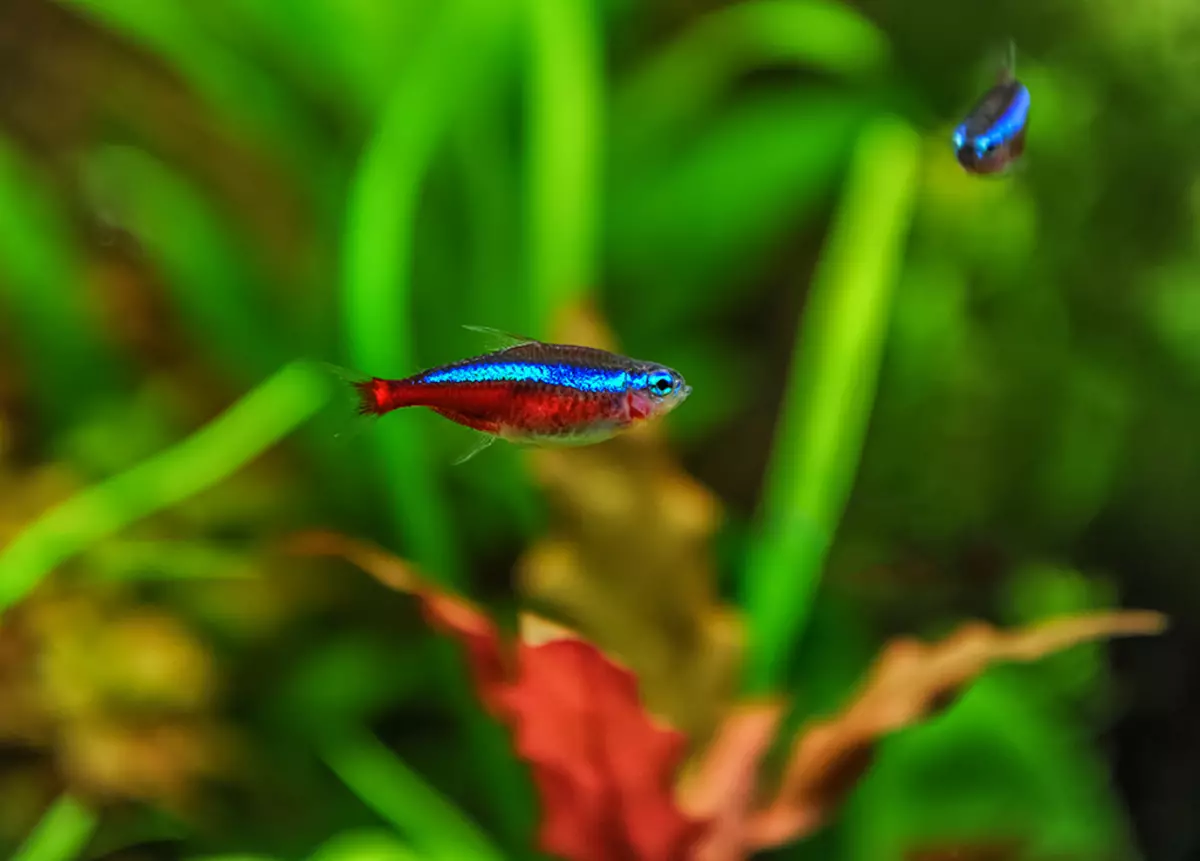Fish Neon (21 bilder): Hva å mate akvarium fisk og hvor mye bor de? Hva skal være vanntemperaturen for akvariet? Beskrivelse av blå (vanlige) neoner og annen fisk 22250_8