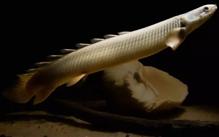PolyPutrus (24 fotos): Polyptiver Delgisi e Endleiher, OrnapiPinis e Laparradi. Os peixes-albinos se encontram? Conteúdo de peixes de aquário 22253_3