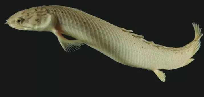 Polyputrus (24 fotiek): Polyptiver Delgisi a EndLiher, Ornaptipinis a Lapradi. Zodpovedajú rybám-albinos? Obsah akvarijných rýb 22253_7