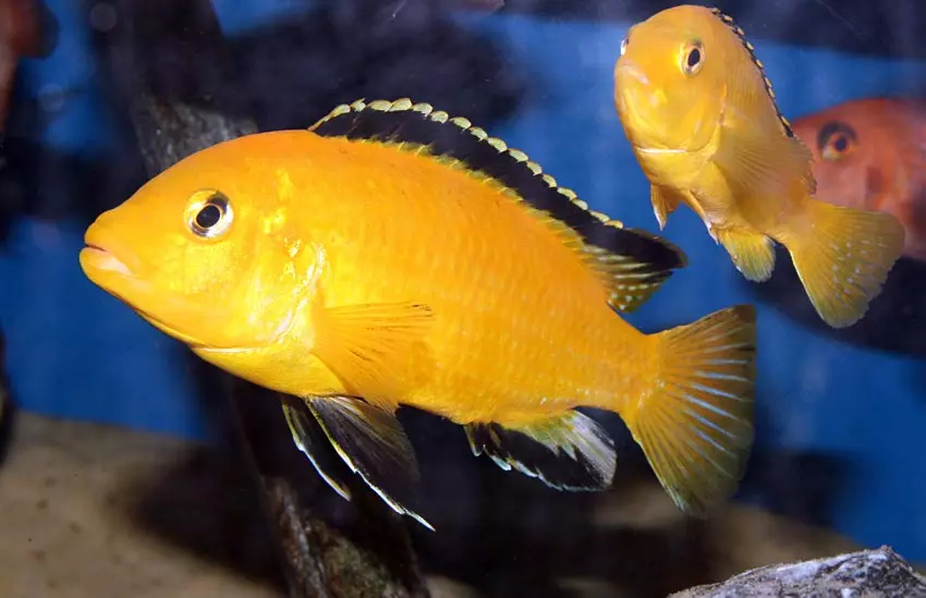 אורנדה דגים (21 תמונות): תיאור של אקווריום צבע דגים 