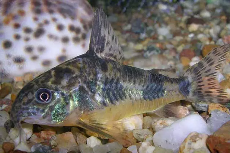Oranda Fish (21 сүрөт): Аквариумдун алтын балык түсү 