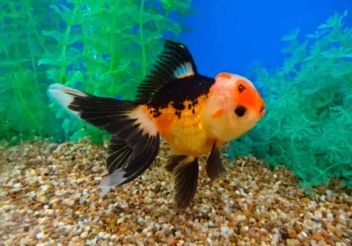 Oranda Fish (21 Billeder): Beskrivelse af Aquarium Golden Fish Color 
