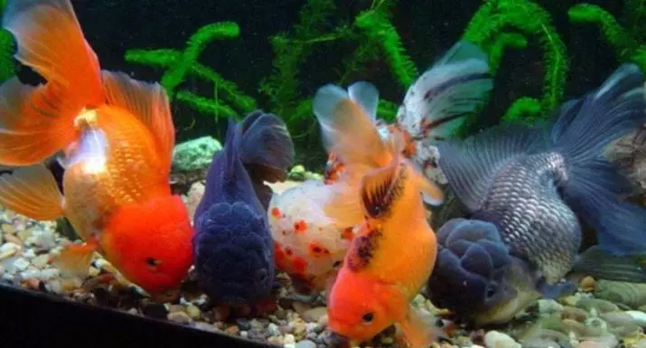 אורנדה דגים (21 תמונות): תיאור של אקווריום צבע דגים 