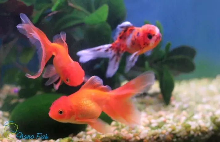 Oranda fisk (21 bilder): Beskrivning av akvariet Golden Fish Color 
