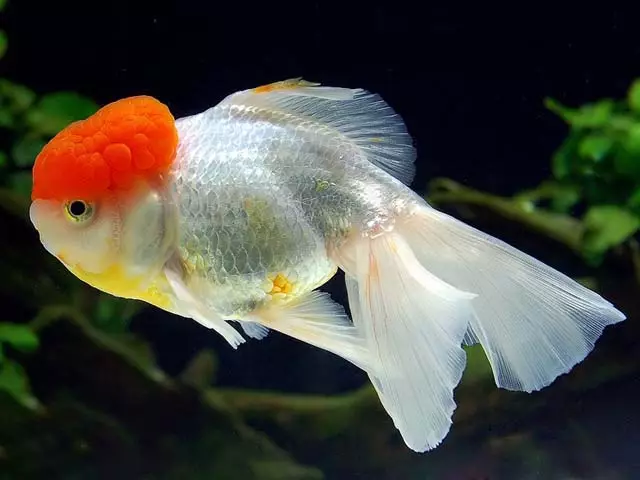 Oranda Fish (21 Billeder): Beskrivelse af Aquarium Golden Fish Color 