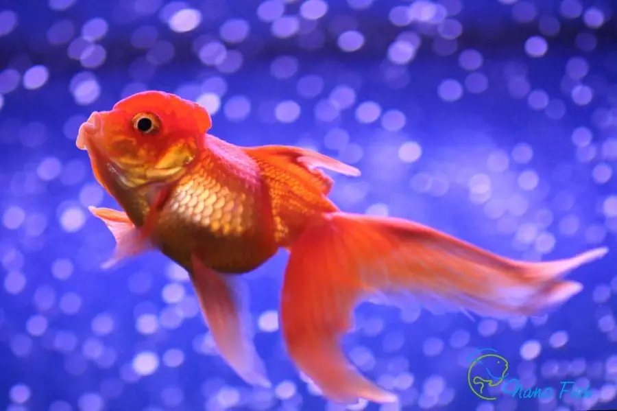Oranda fisk (21 bilder): Beskrivning av akvariet Golden Fish Color 