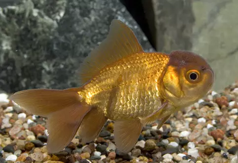 ઓરંદા માછલી (21 ફોટા): એક્વેરિયમ ગોલ્ડન માછલી રંગનું વર્ણન 
