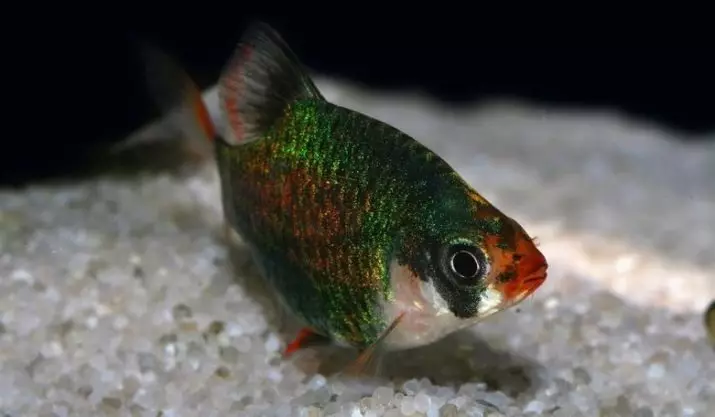 Barbus Green (14 wêne): Danasîn û naveroka Platinum Green Barbus Glofish In Aquarium 22259_10