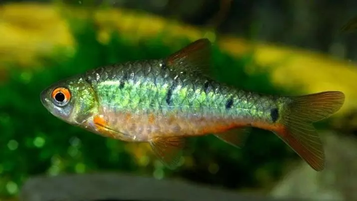 Barbus Green (14 wêne): Danasîn û naveroka Platinum Green Barbus Glofish In Aquarium 22259_2