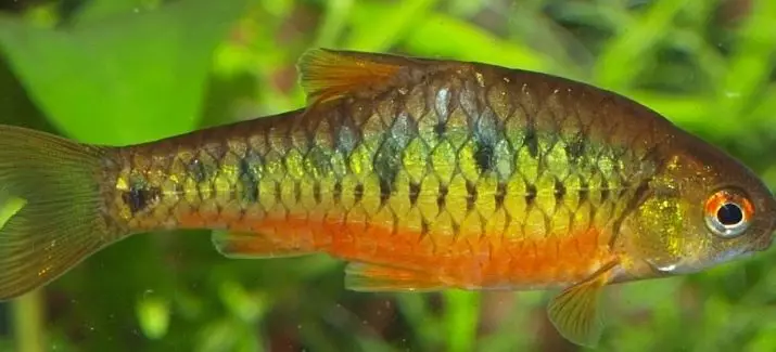 Barbus Green (Linepe tse 14): Tlhaloso le Litaba tsa Platinam Green Barbus Glofish in Aquarium 22259_3