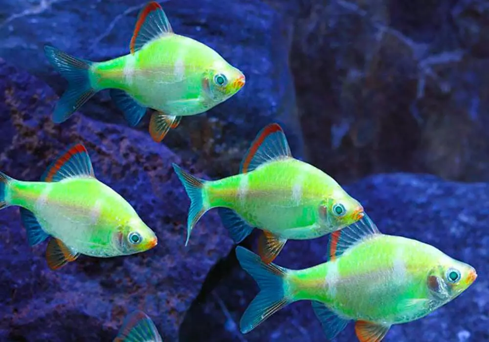 Barbus Green (14 fotoj): Priskribo kaj enhavo de Platinum Green Barbus Glofish en Aquarium 22259_4