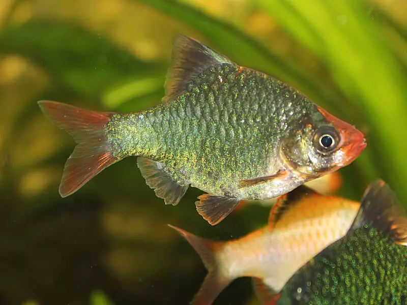 Barbus Green (Linepe tse 14): Tlhaloso le Litaba tsa Platinam Green Barbus Glofish in Aquarium 22259_6