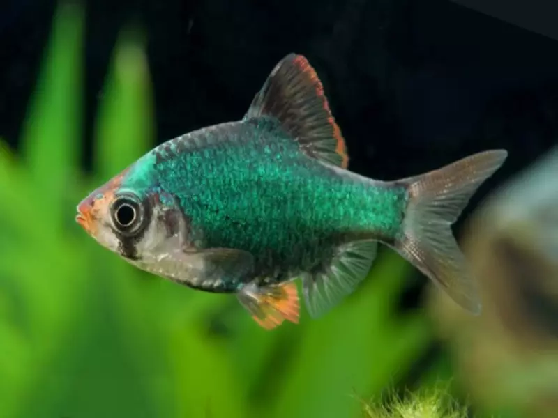 Barbus Green (14 foto's): Beschrijving en inhoud van Platinum Green Barbus Glofish in Aquarium 22259_7