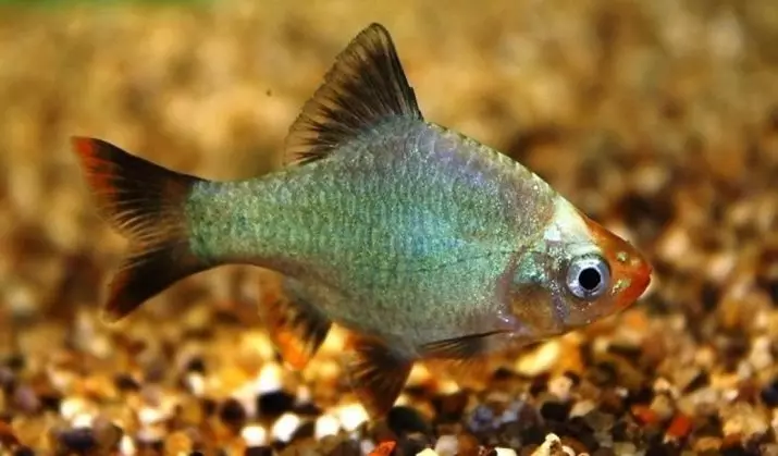 Barbus Green (14 fotiek): Popis a obsah platiny Green Barbus Glofish v Aquarium 22259_8