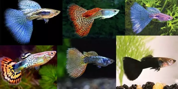 Guppi sisu (15 fotot): hoolitseda akvaariumi kala kodus. Näpunäiteid algajatele kalade säilitamise kohta väikeses akvaariumis 22275_13