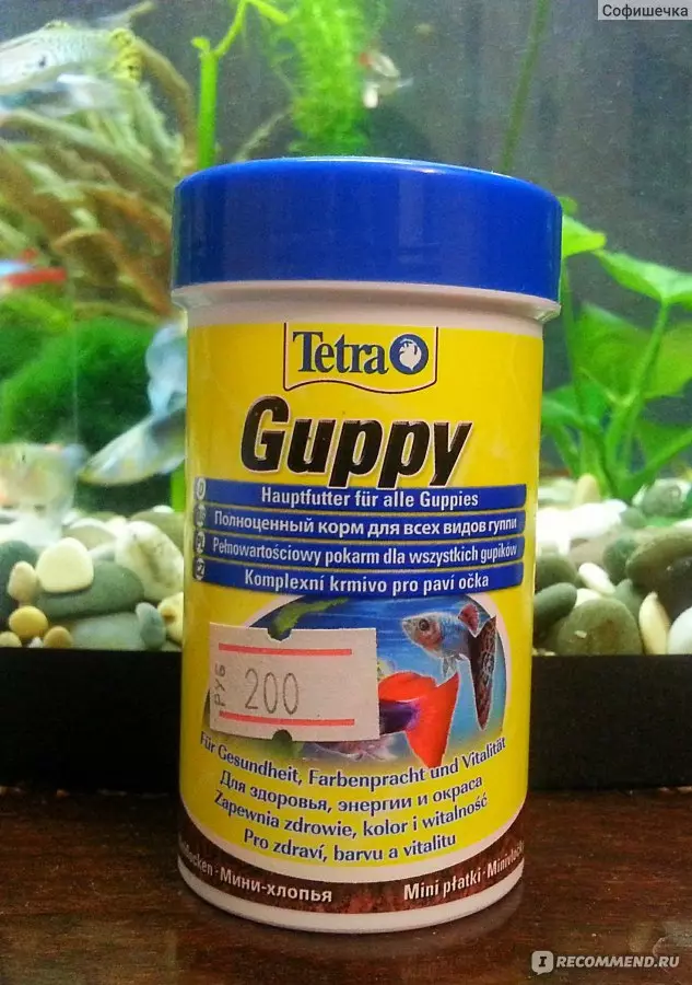 GUPPI tarkibi (15 ta rasm): Uyda akvarium baliqlariga g'amxo'rlik qiling. Kichik akvariumda baliqni saqlash bo'yicha yangi boshlanuvchilar uchun maslahatlar 22275_9