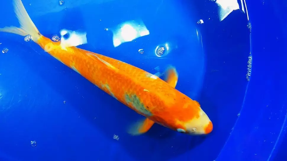 KOI (15 장의 사진) : 수족관의 물고기 함량. 일본 수족관 Brocade Carp에게 무엇을 먹을 수 있습니까? 거울 물고기 및 기타 품종 22277_10