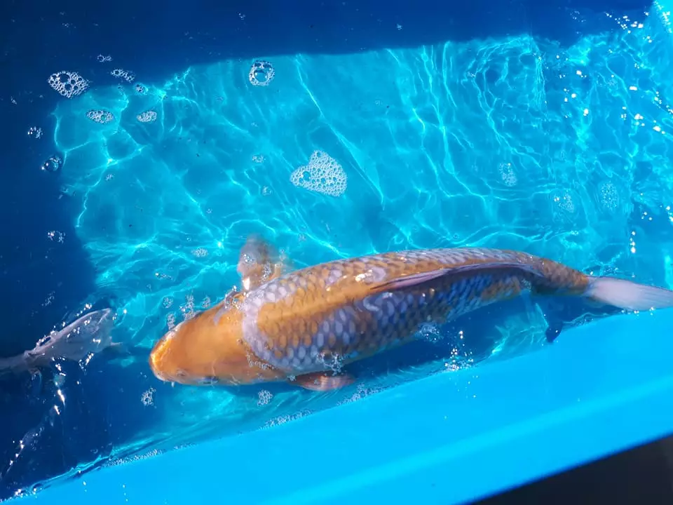 KOI (15 fotoğraf): Akvaryumda balık içeriği. Japon akvaryum brocade sazanını beslemek için ne? Ayna balıkları ve diğer çeşitleri 22277_11
