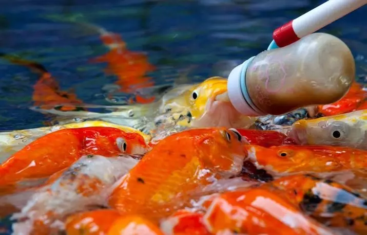 KOI（15张照片）：水族馆的鱼类含量。喂日本水族馆锦鲤鲤鱼的喂养？镜子鱼和其他品种 22277_13