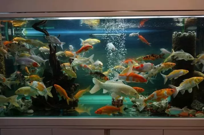 KOI（15写真）：水族館の魚の内容。日本の水族館Brocade Carpを養うのは何ですか？魚やその他の品種の鏡 22277_14