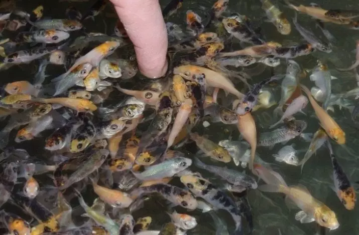 Koi (15 foto's): Fish-ynhâld yn Aquarium. Wat te fieden de Japanske akwariumbrocade-karper? Spegel fisk en oare fariëteiten 22277_15