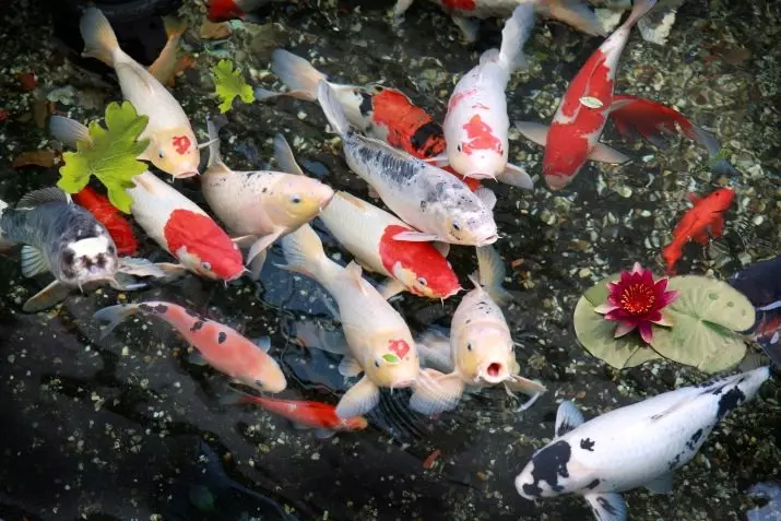 Koi (15 photos): Contenu de poisson dans l'aquarium. Que nourrir la carpe de brocart d'aquarium japonais? Miroir poisson et autres variétés 22277_5