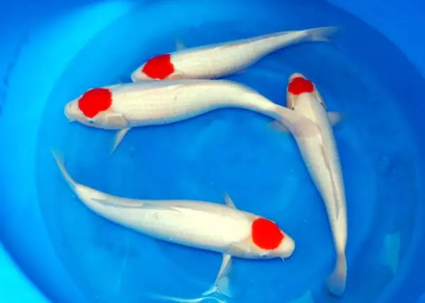 كوي (15 صور): محتوى السمك في الحوض. ما لتغذية الياباني الكارب الحوض الديباج؟ الأسماك مرآة وأصناف أخرى 22277_6