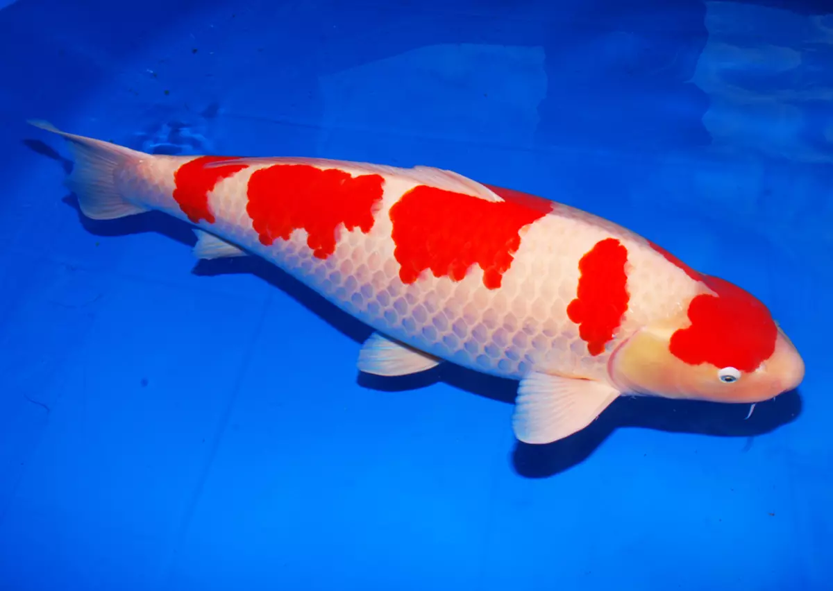 Koi (15 slike): Riba sadržaja u akvariju. Šta da nahrani japanskom akvarij brokat šarana? Ogledalo riba i drugih sorti 22277_7
