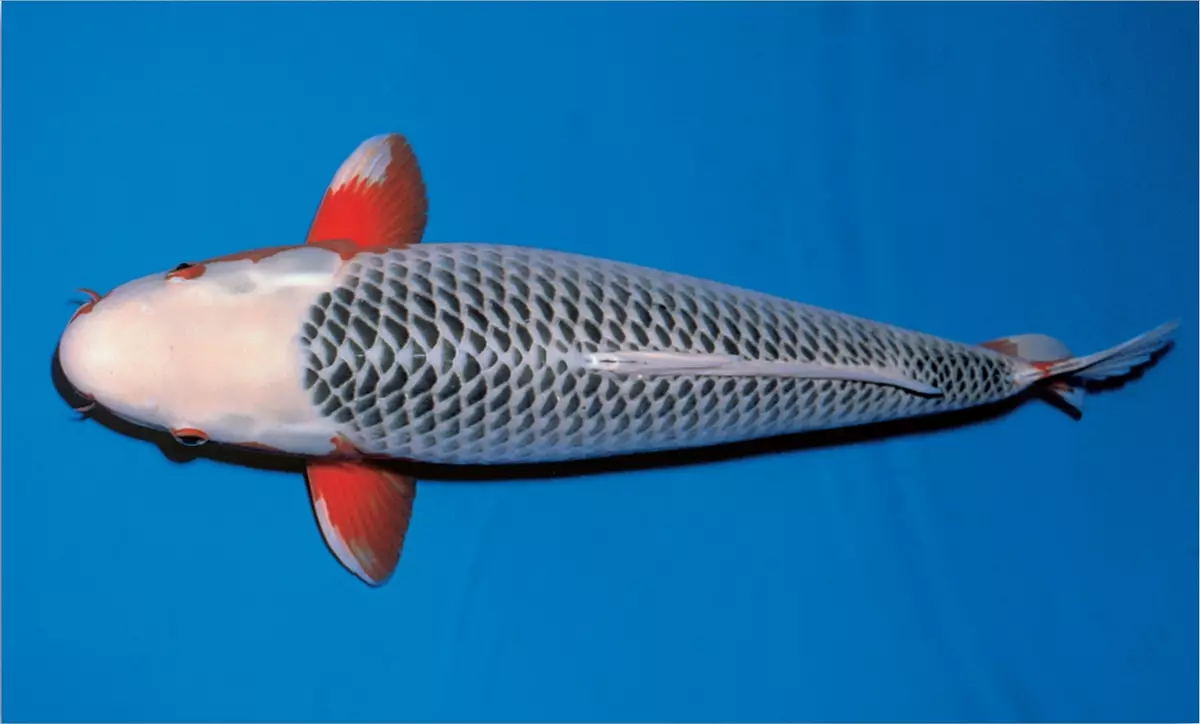 Koi (15 Fotos): Fischinhalt im Aquarium. Was zum Füttern des japanischen Aquariums Brokat Carp? Spiegelfische und andere Sorten 22277_8