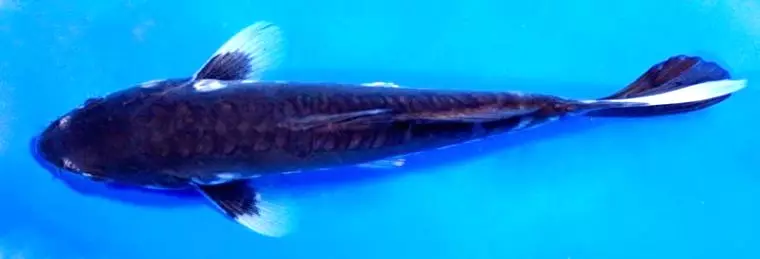 Koi (15 photos): Contenu de poisson dans l'aquarium. Que nourrir la carpe de brocart d'aquarium japonais? Miroir poisson et autres variétés 22277_9