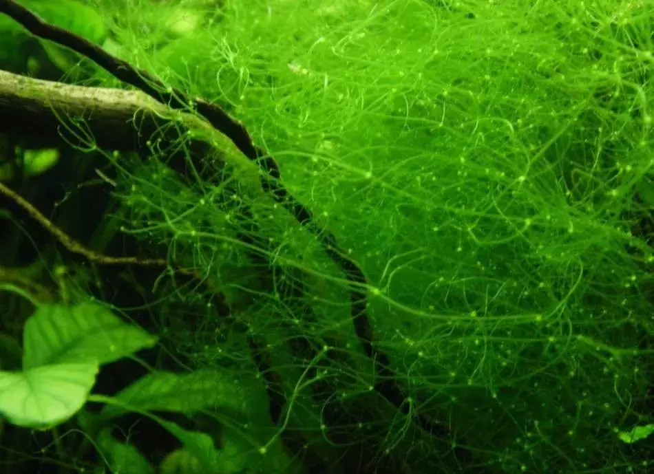 有多少孔雀魚住？ 21照片在水族館的魚生活壽命。如何在家裡用水族館魚延伸它？ 22278_10