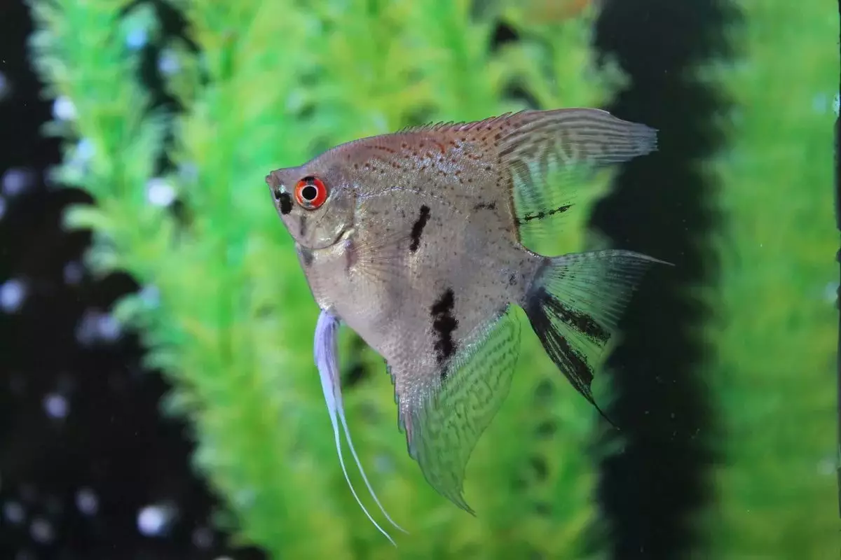 Neçə guppy yaşayır? akvarium balıq 21 Photo Life həyat. Necə evdə akvarium balıq ilə uzatmaq? 22278_12