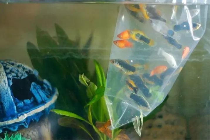 Hoeveel guppy live? 21 Fotolevenleven van vis in aquarium. Hoe het te verlengen met Aquarium Fish thuis? 22278_14