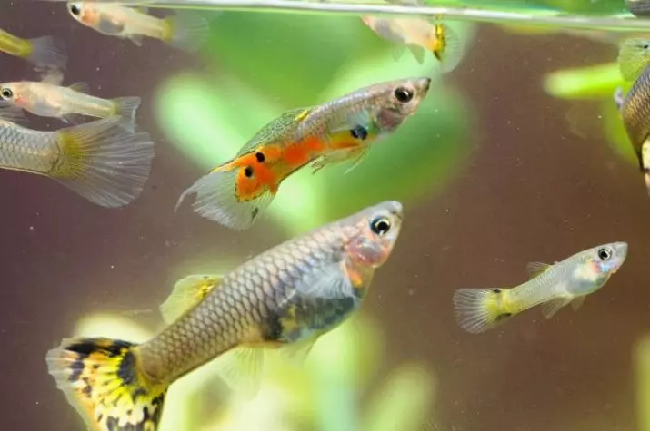 有多少孔雀魚住？ 21照片在水族館的魚生活壽命。如何在家裡用水族館魚延伸它？ 22278_15