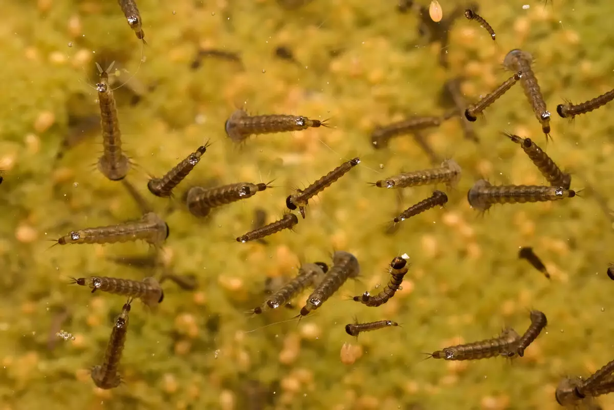 Hoeveel guppy live? 21 Fotolevenleven van vis in aquarium. Hoe het te verlengen met Aquarium Fish thuis? 22278_19