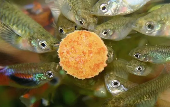 Berapa banyak guppy yang hidup? 21 Kehidupan kehidupan ikan ikan di akuarium. Bagaimana cara memperluasnya dengan ikan akuarium di rumah? 22278_20