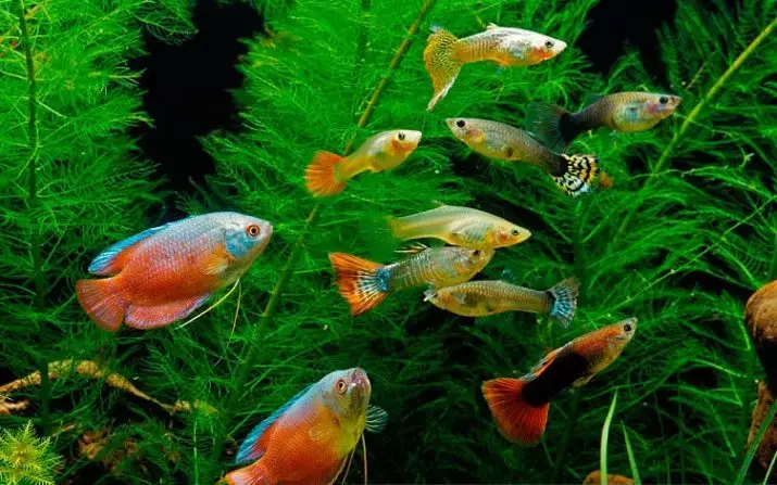 Колико гуппи уживо? 21 фото Животни живот рибе у акваријуму. Како да га продужите са акваријумским рибом код куће? 22278_3